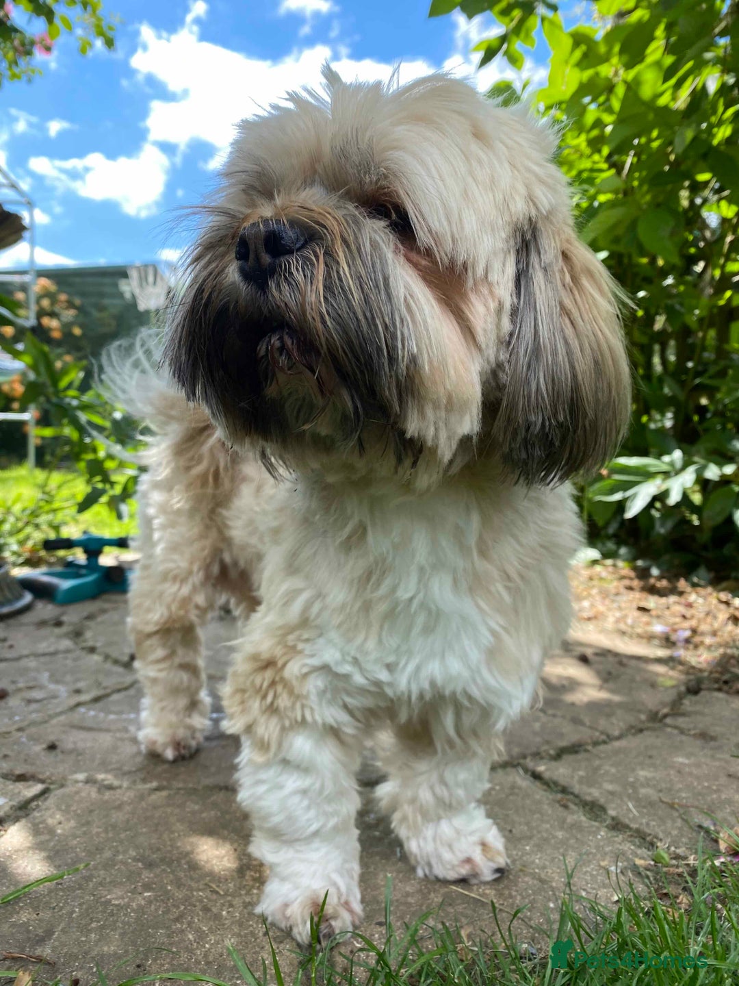 Lhasa Apso dogs for sale: Father & Son Llaso Apso - Advert 3