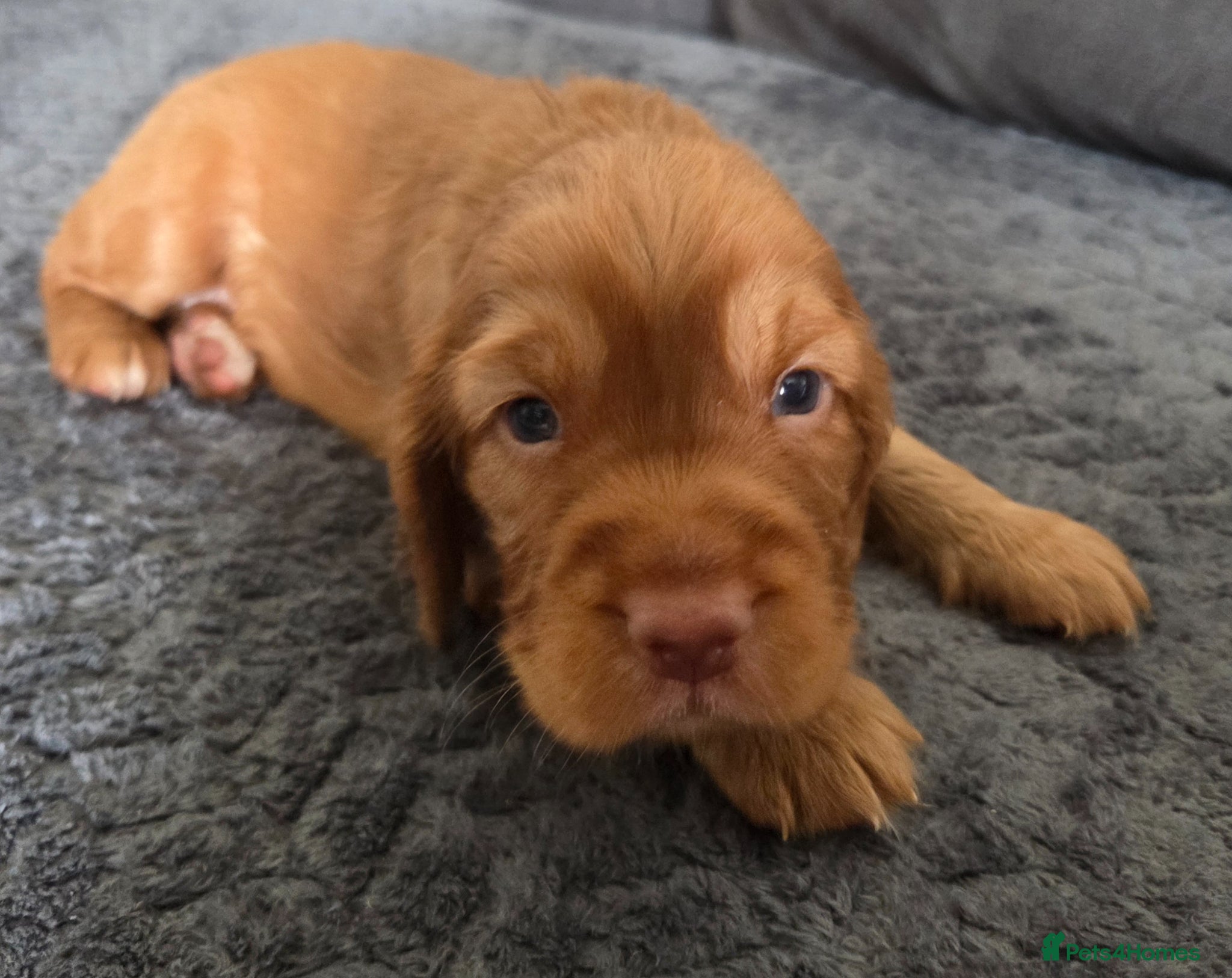 Cocker Spaniel dogs for sale: Cocker spaniel boy  in Shrewsbury - Advert 4