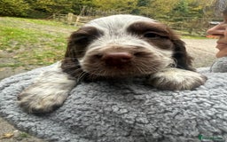 Sprocker dogs for sale: 4 beautiful sprocker pups  - Image 4