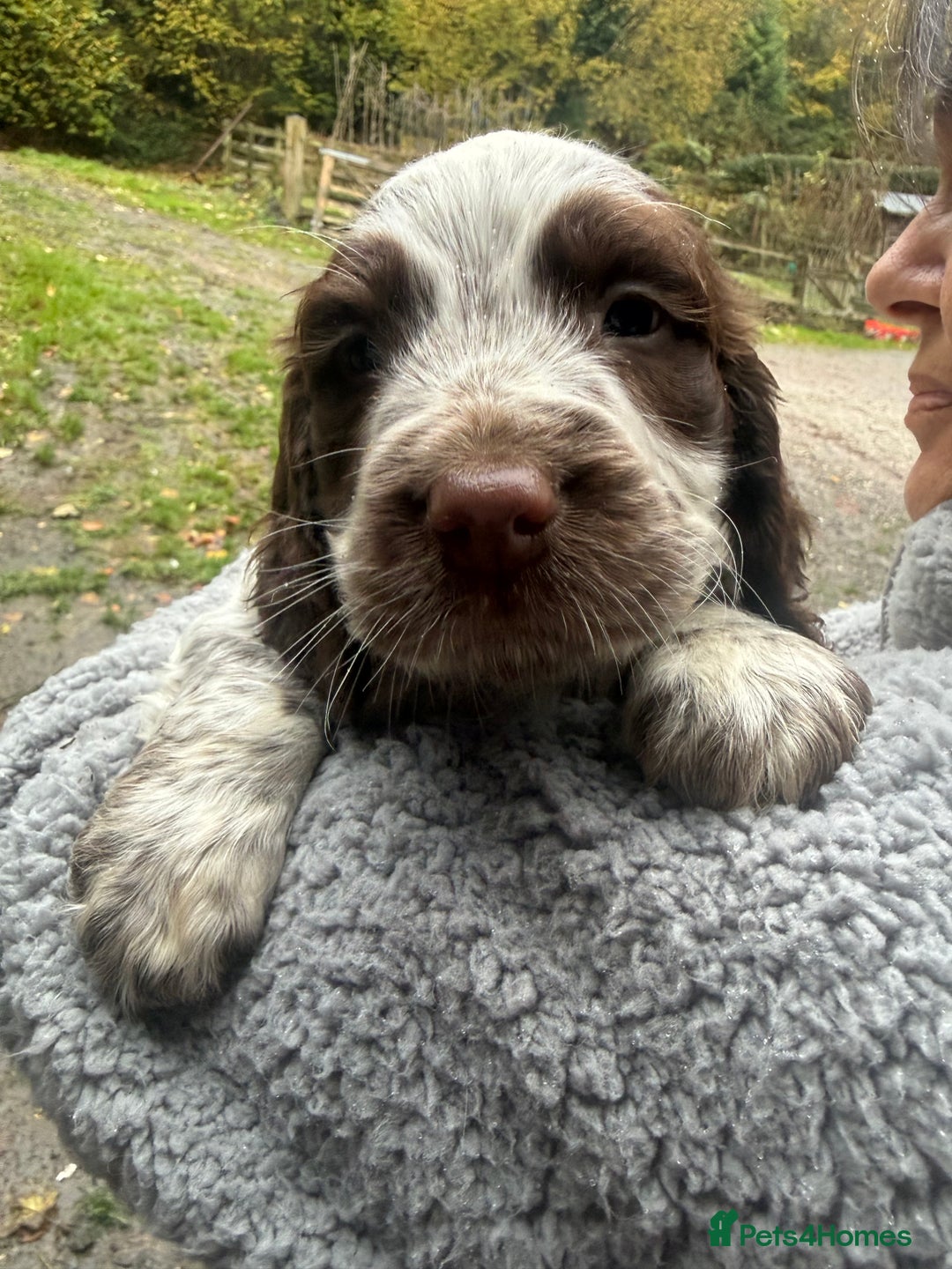 Sprocker dogs for sale: 4 beautiful sprocker pups  - Image 4