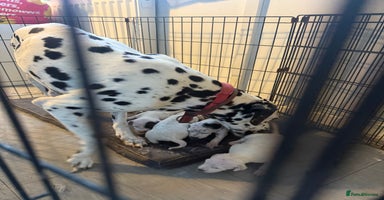 Dalmatian dogs - Advert 13