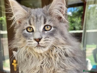 Maine Coon cats Beautiful TICA reg active girl for sale - Advert 1