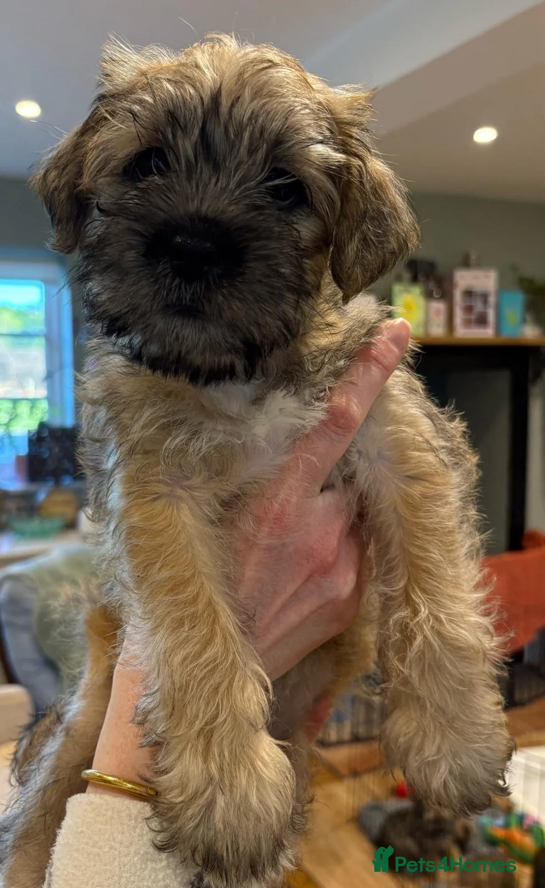 Mixed Breed dogs for sale: 🌟 Stunning Border Terrier x Shih Tzu Puppies - Advert 1