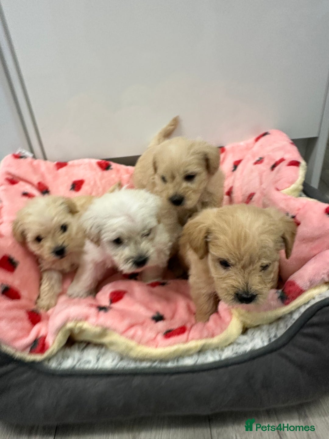 Mixed Breed dogs for sale: Westiepoo puppies - Advert 12