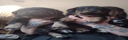 Rottweiler dogs for sale: Shepweiller puppies - Advert 14