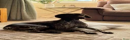 German Shorthaired Pointer dogs for sale: Ready to Leave 1 Male Left Otti 🐾🩵 - Advert 20
