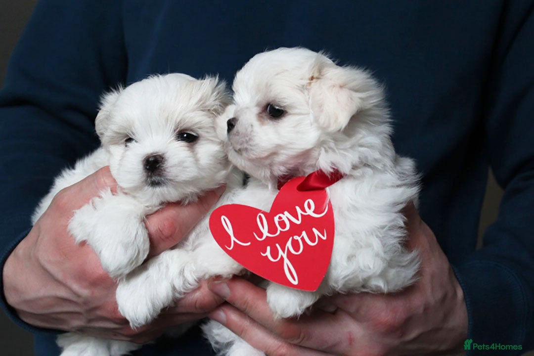 Maltese dogs for sale: Gorgeous Tiny Maltese Puppies - Advert 6