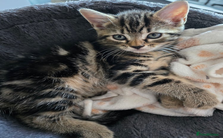Domestic Shorthair cats - Advert 2