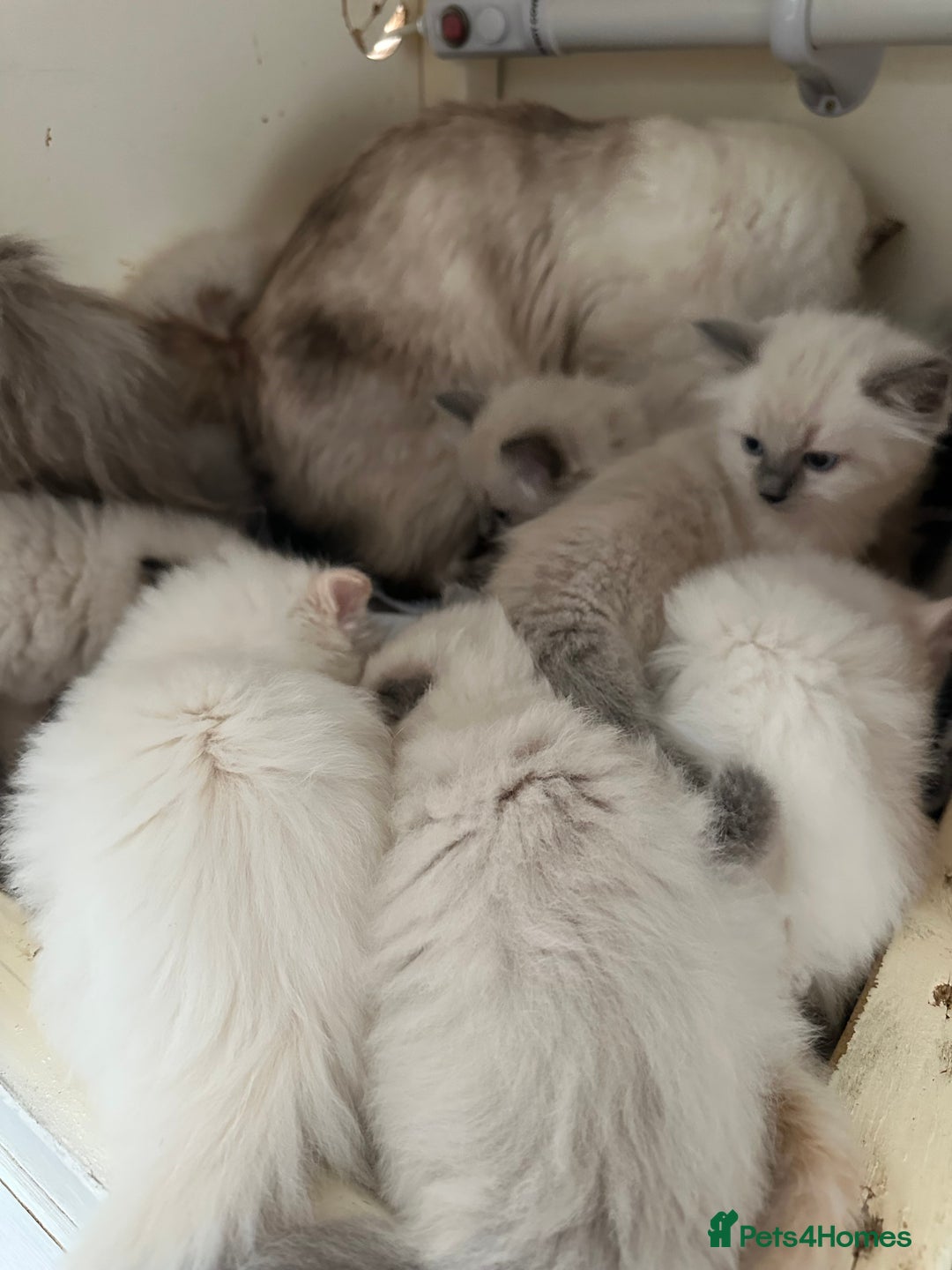 Ragdoll cats for sale: TICA Registered Magnificent Ragdoll kittens  - Image 40