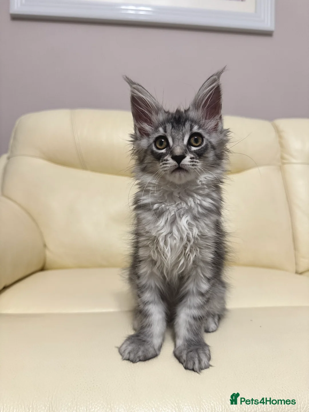 Maine Coon cats for sale: MaineCoonKitten🏆20+gen🧬Outstadning Full Pedigree - Advert 36