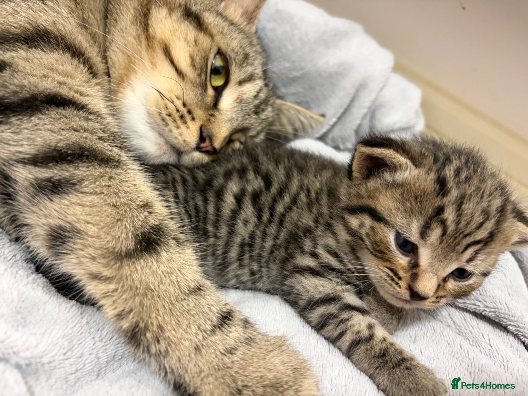 Mixed Breed cats British Short Hair Cross Bengal Gorgeous Baby Boys - Advert 18