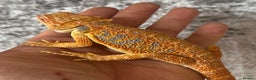 Bearded Dragon reptiles for sale: Hi Yellow/Orange & Blue bearded dragons - Advert 3