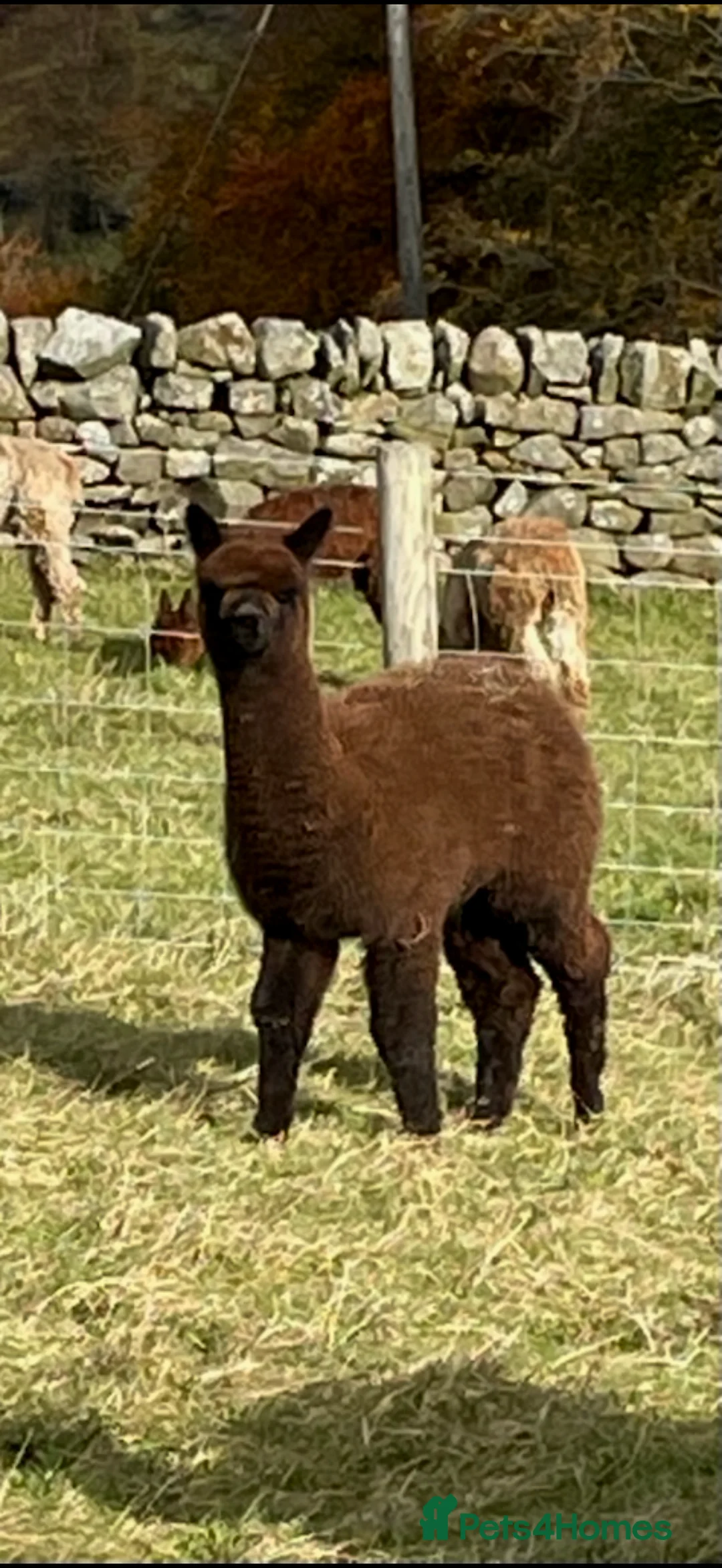 Alpaca livestock for sale: 4 male alpacas - Advert 1