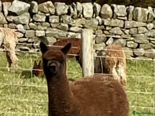 Alpaca livestock 4 male alpacas - Advert 8