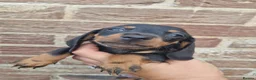 Dachshund dogs for sale: Soo cute  - Advert 24