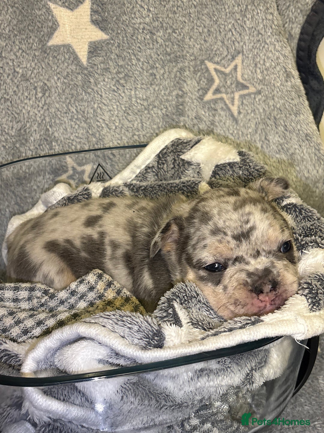 French Bulldog dogs for sale: FRENCH-BULLDOG LITTER  - Advert 15