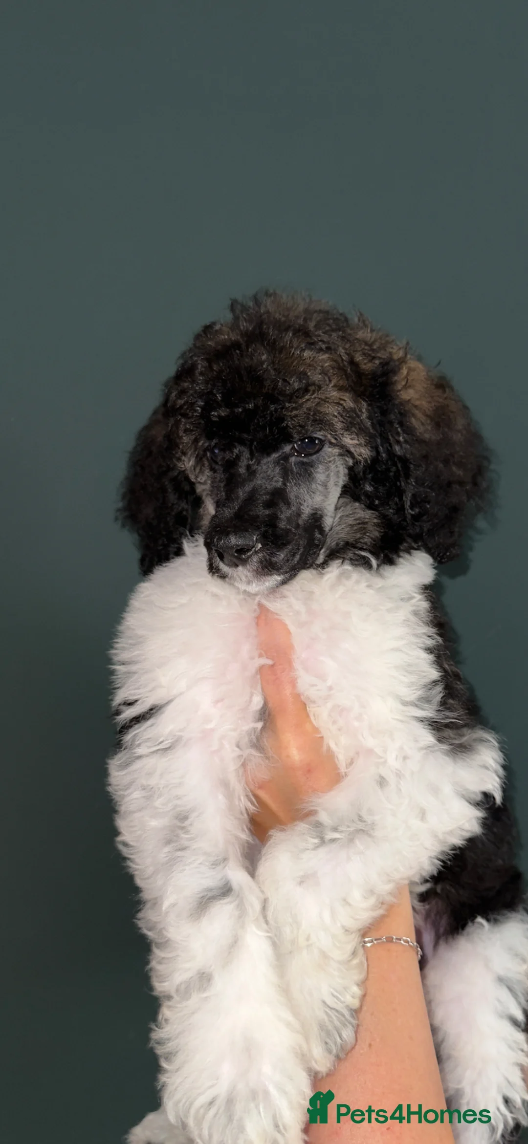 Standard Poodle dogs for sale: READY NOW!! KC reg quality pups  - Advert 2