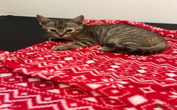 Mixed Breed cats for sale: Pixie bob mixed kittens - Image 18