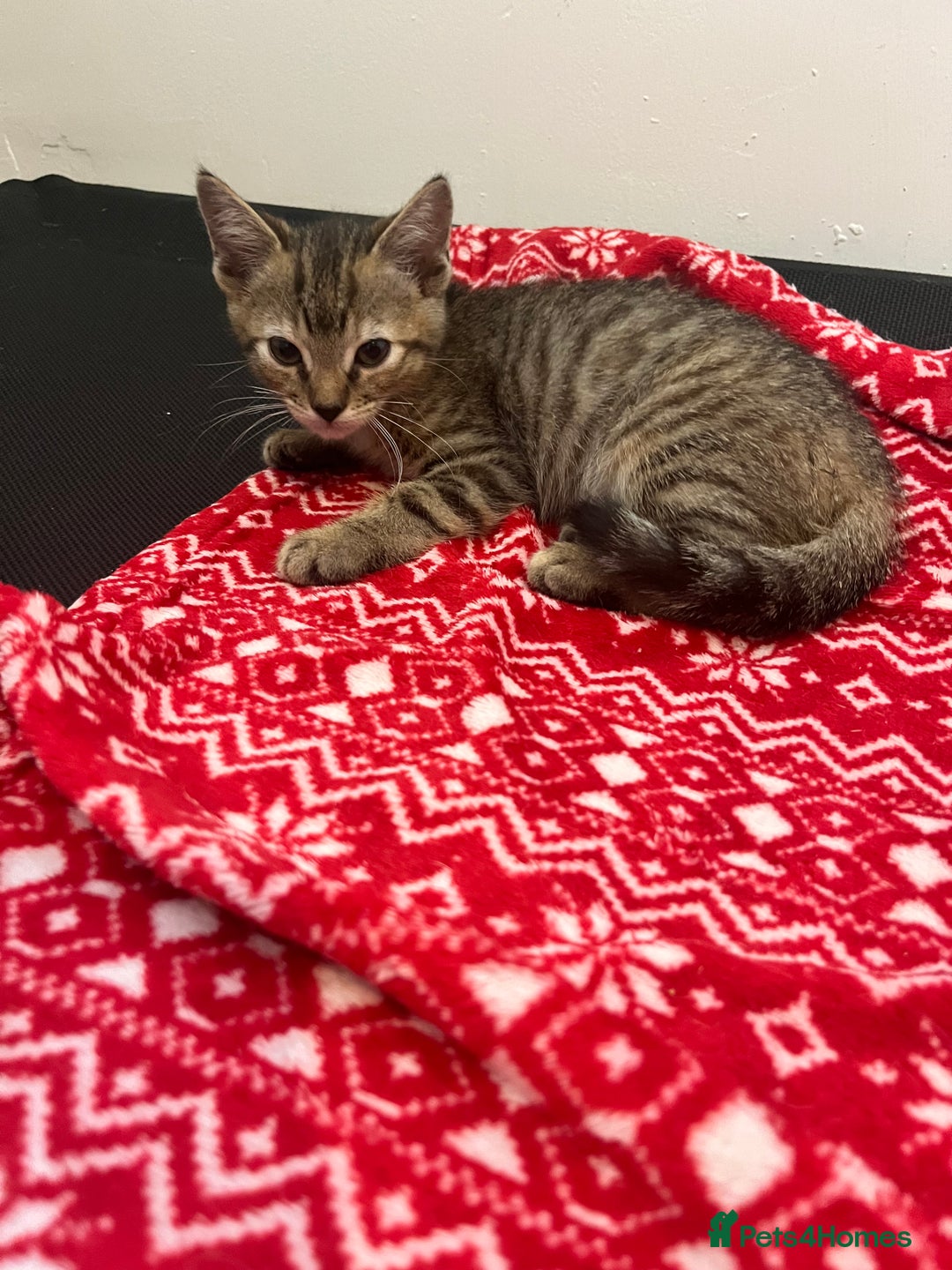Mixed Breed cats for sale: Pixie bob mixed kittens - Image 18
