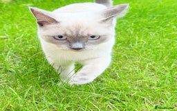 Ragdoll cats for sale: Blue point Ragdoll x British shorthair cross - Image 2