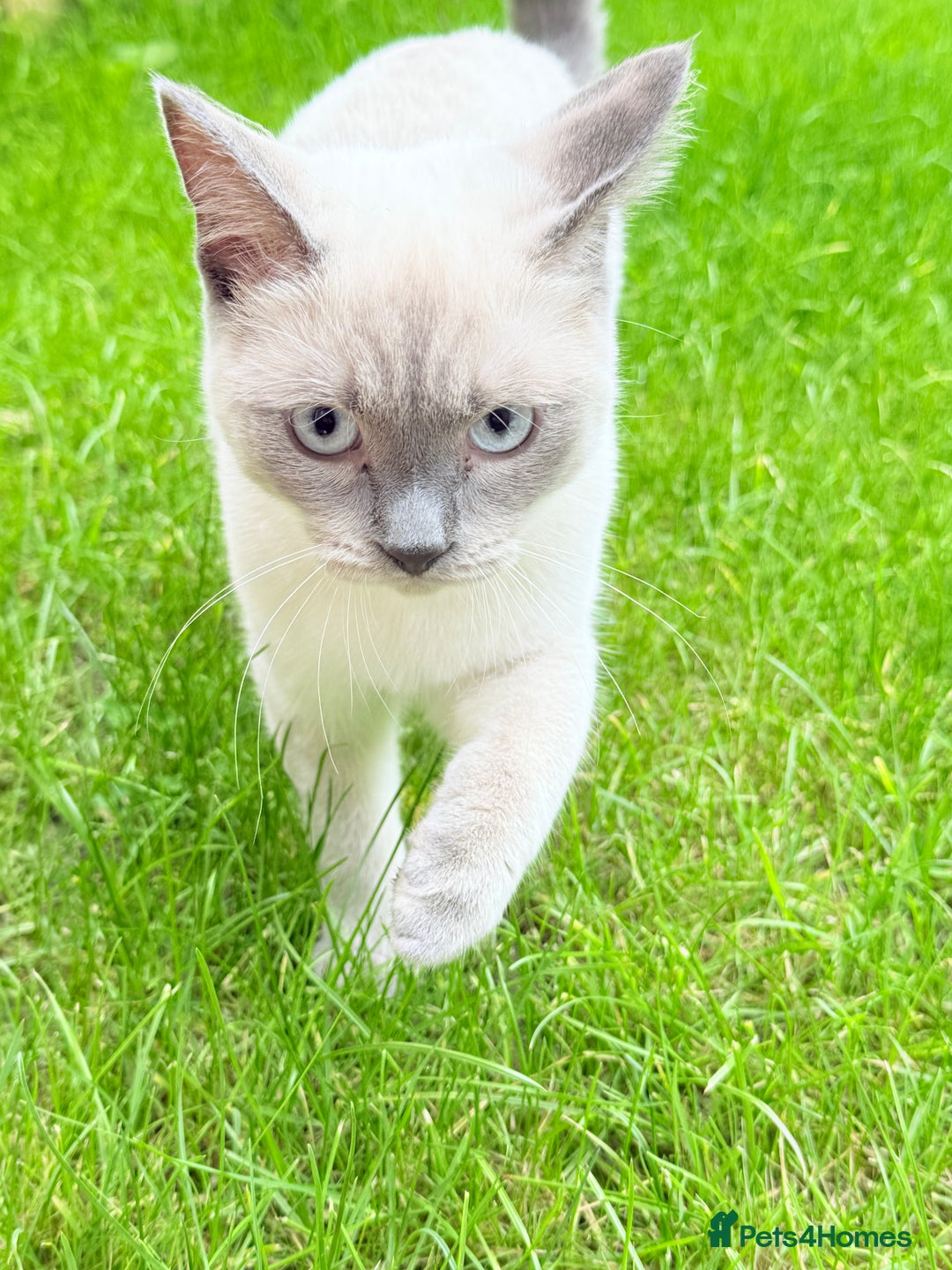 Ragdoll cats for sale: Blue point Ragdoll x British shorthair cross - Image 2