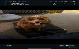 Cavapoo dogs for sale: Rare extensively health tested F1 cavapoos  - Image 37