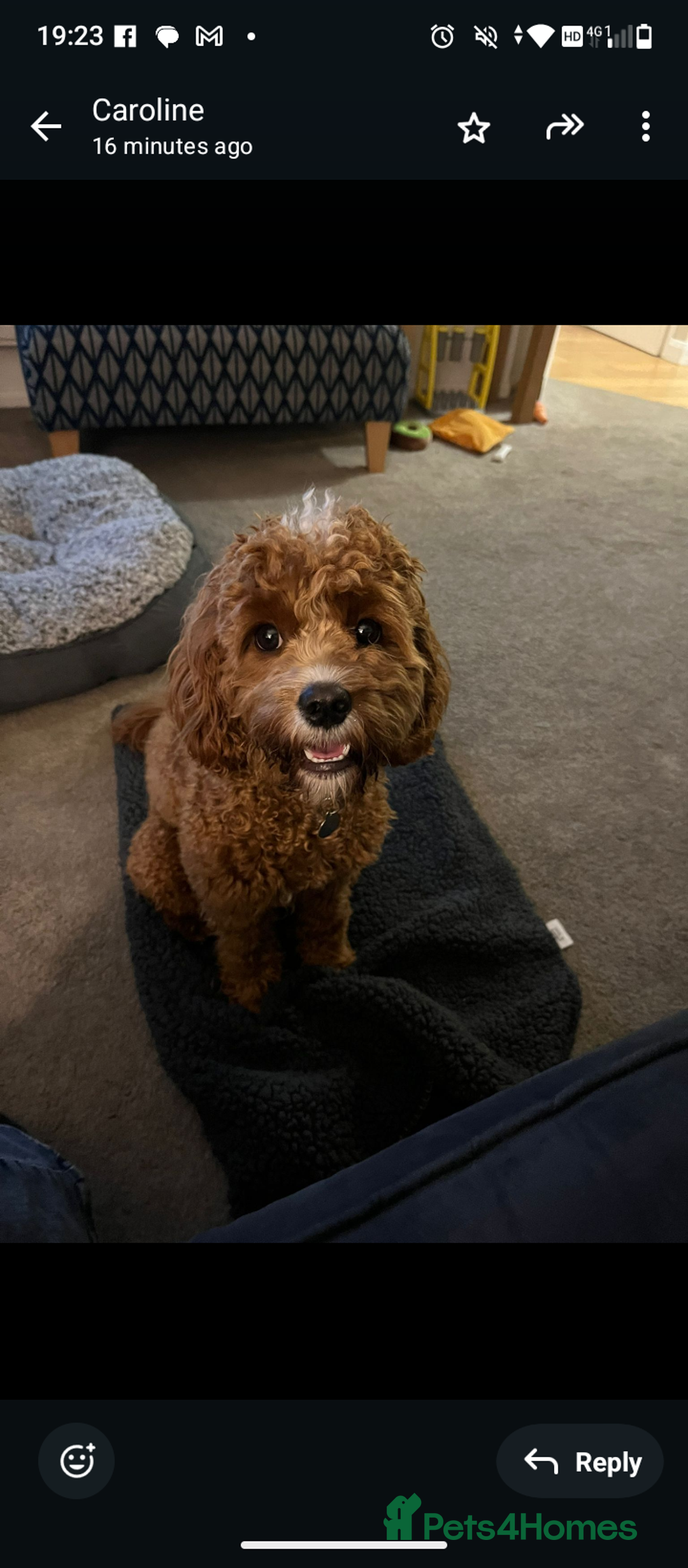Cavapoo dogs for sale: Rare extensively health tested F1 cavapoos  - Image 37