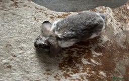 French Lop rabbits for sale: Male giant French lop - Image 3
