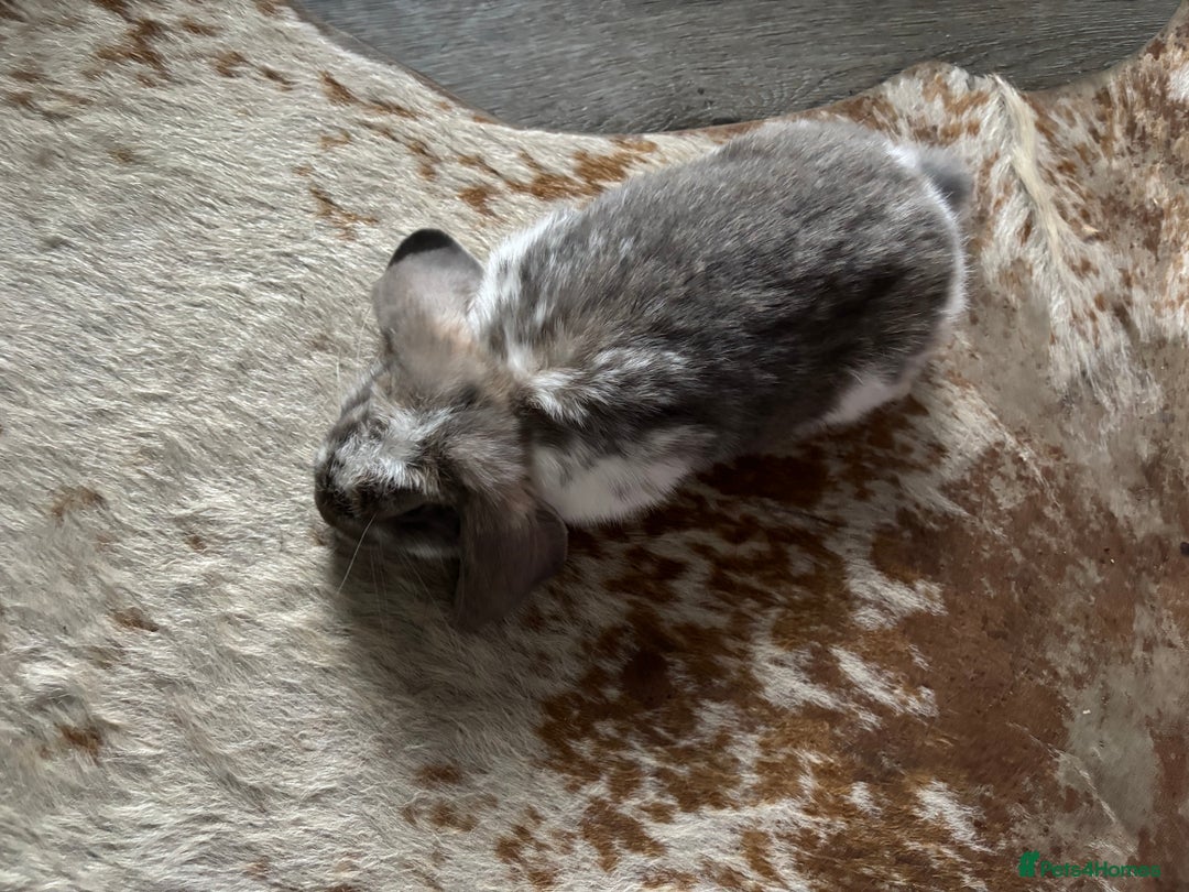 French Lop rabbits for sale: Male giant French lop - Image 3