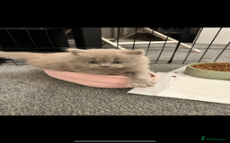 British Longhair cats for sale: 💜🩵 BRITISH LONG HAIR KITTENS 🩵💜 - Image 4