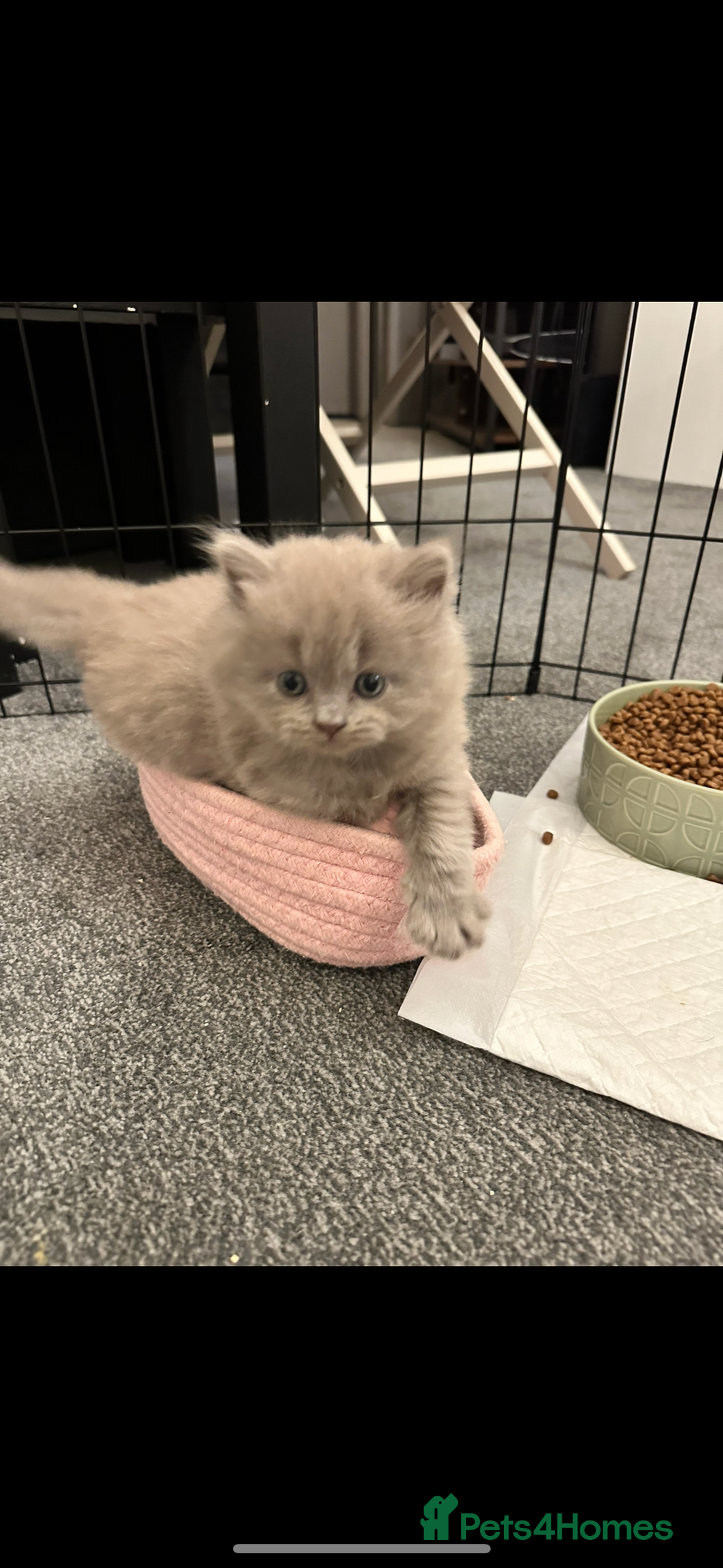 British Longhair cats for sale: 💜🩵 BRITISH LONG HAIR KITTENS 🩵💜 - Image 4