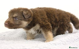 German Shepherd dogs for sale: GORGEAOUS K/C Registered German Shepherd puppies - Image 4
