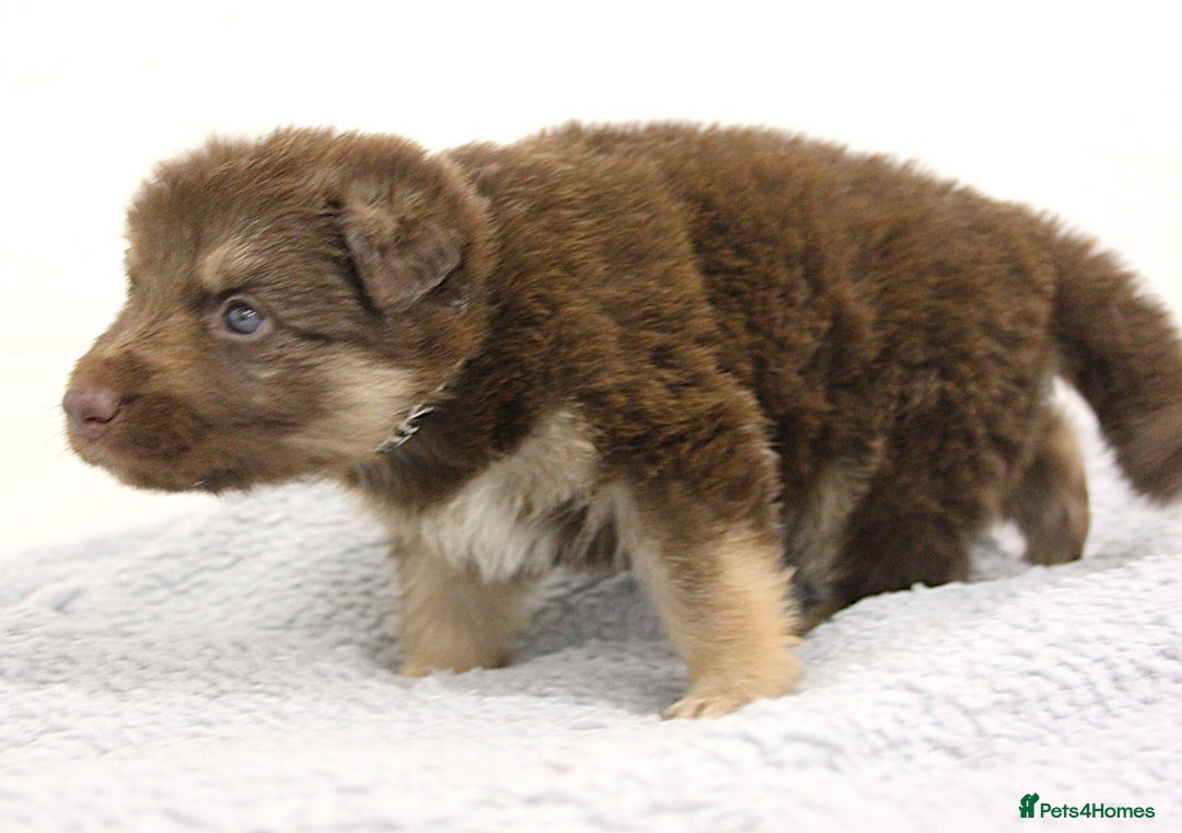 German Shepherd dogs for sale: GORGEAOUS K/C Registered German Shepherd puppies - Image 4