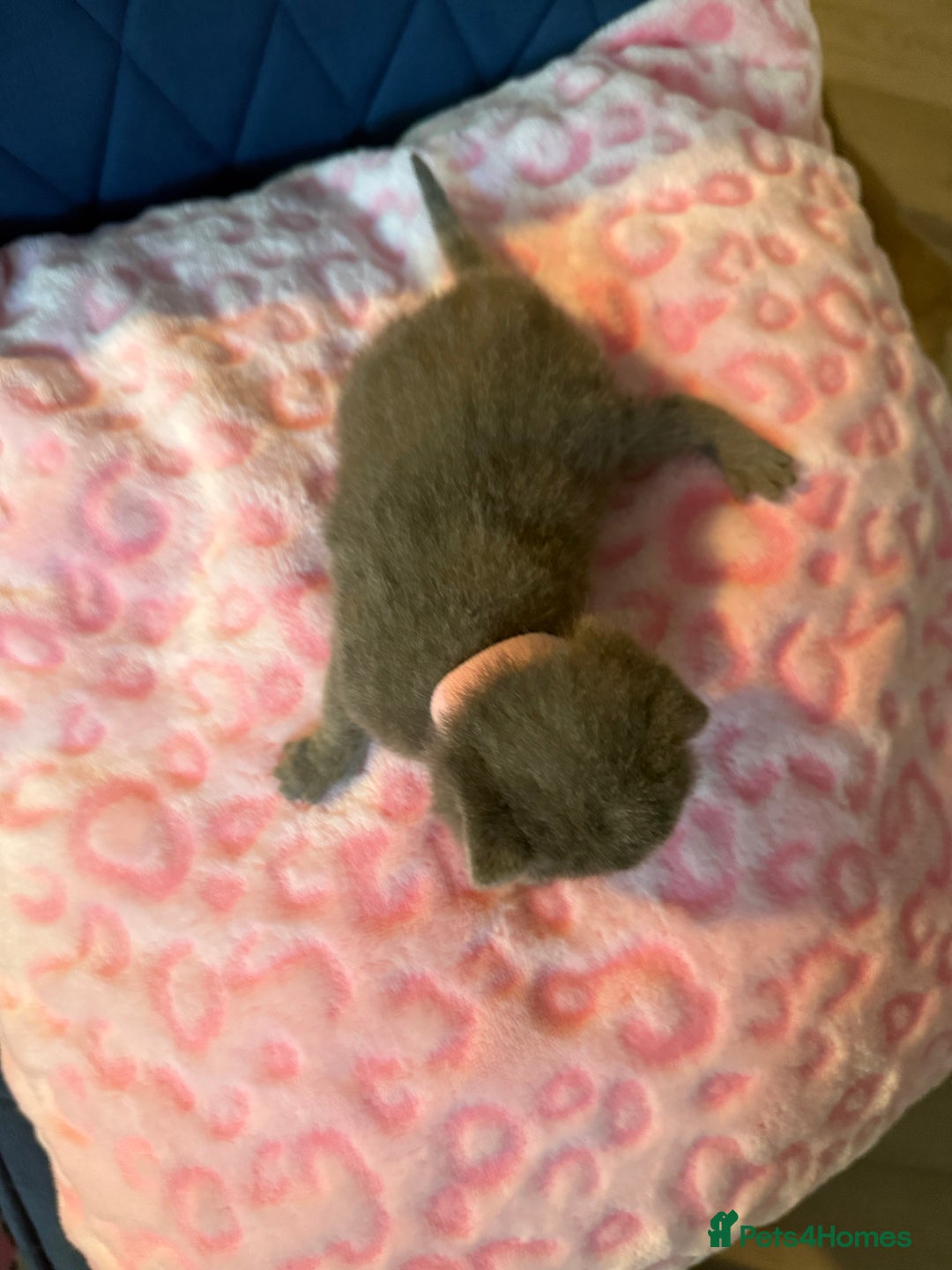 British Shorthair cats for sale: Pure British Shorthair Champion line 🥇🏆😻  - Image 25