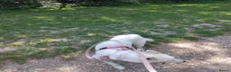 Siberian Husky dogs for sale: Kiki!!! White 18 month old husky - Advert 5