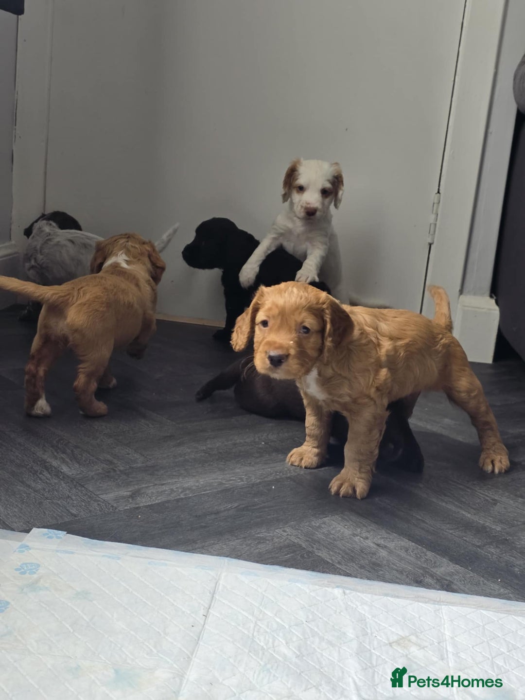 Cocker Spaniel dogs for stud: Working cocker for Stud *proven* in Penicuik - Advert 25
