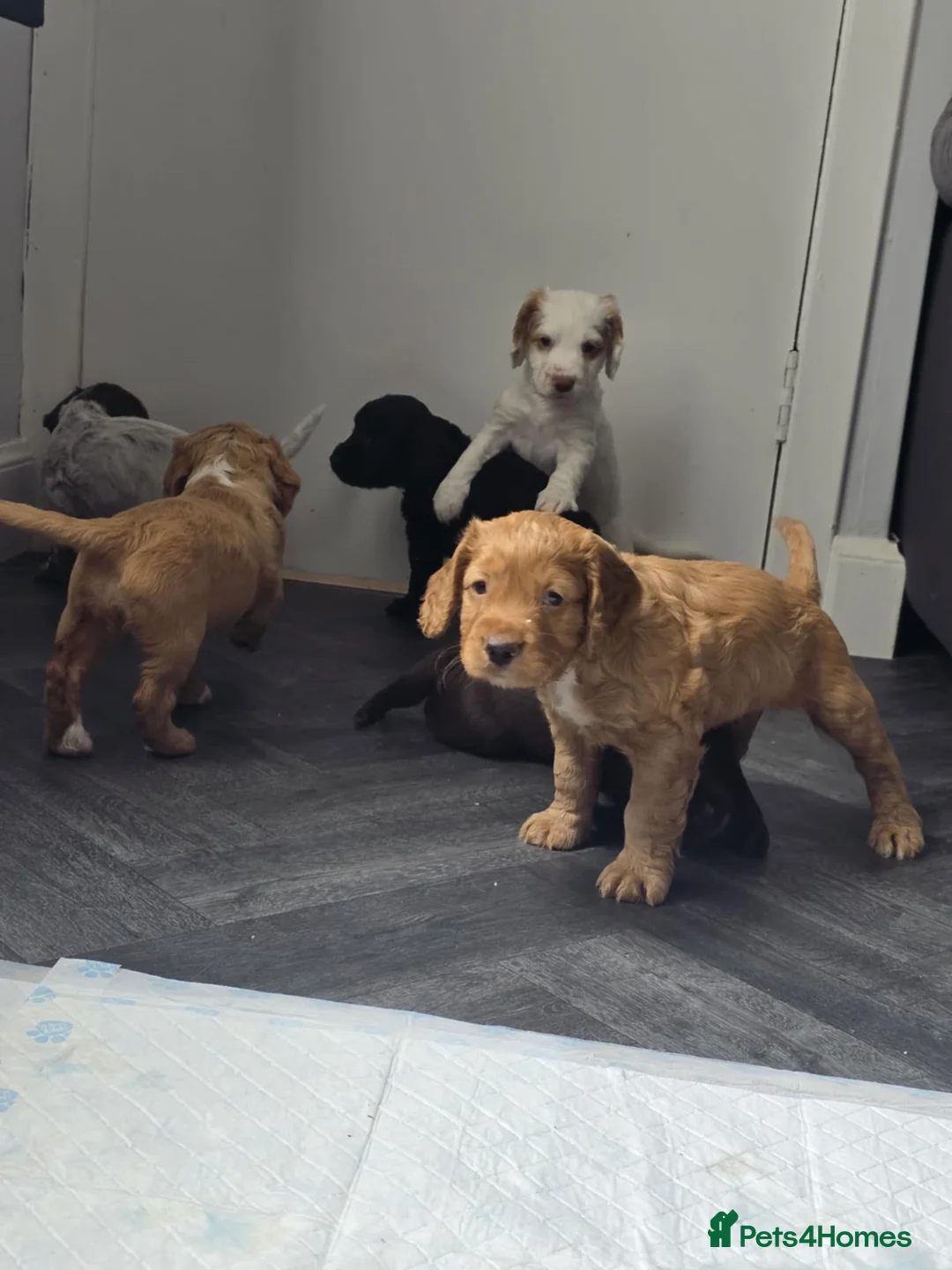 Cocker Spaniel dogs for stud: Working cocker for Stud *proven* in Penicuik - Advert 25