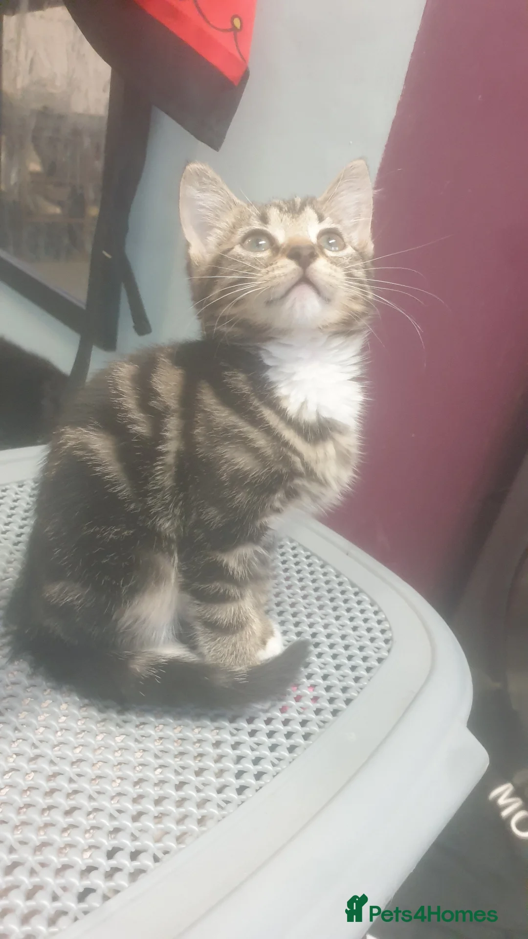 Mixed Breed cats for sale: Domestic kittens for sale - Advert 2