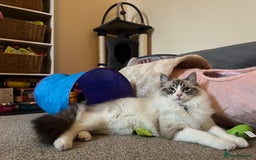 Ragdoll cats for sale: Cuddly Ragdoll X kittens - Image 6