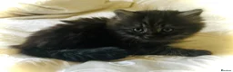 Persian cats for sale: Two little Persian kitten crosses.  - Advert 3
