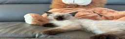 Ragdoll cats for sale: GCCF Ragdoll Kittens in Chichester - Advert 24