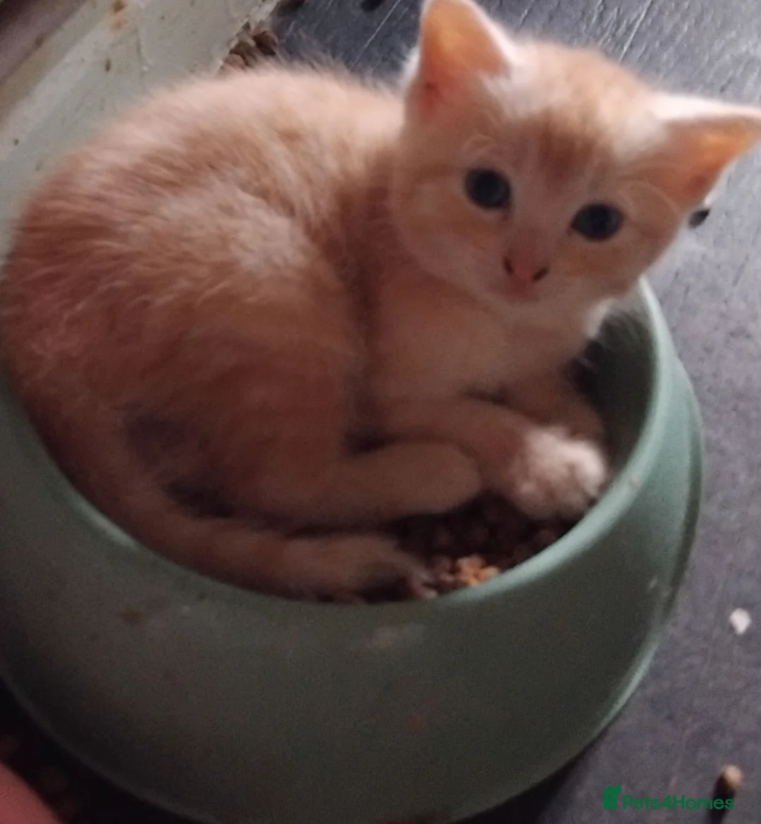 Mixed Breed cats for sale: 2 beautiful ginger kittens for sale - Advert 2