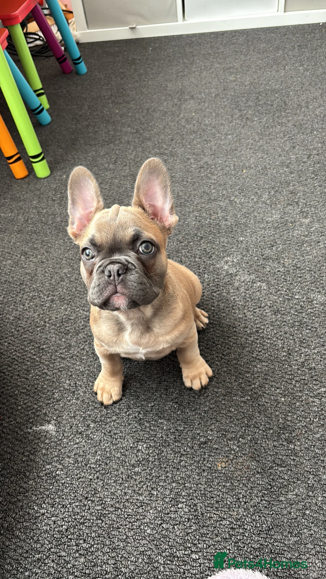 French Bulldog dogs for sale: 14 week old French bulldog puppy  in Sutton-in-Ashfield - Advert 2