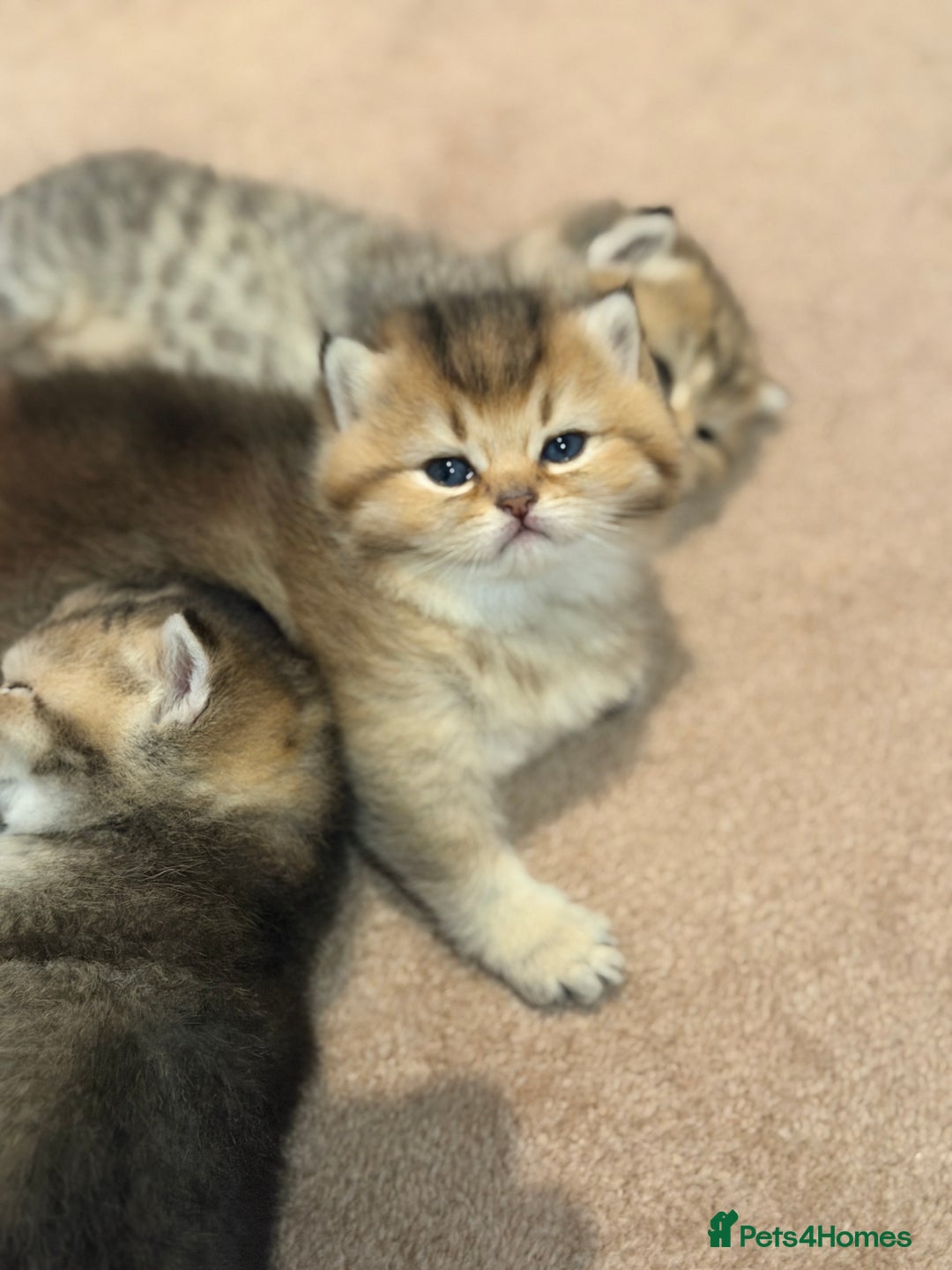 British Shorthair cats for sale: Beautiful British Shorthair Kittens – 5 Available - Advert 12