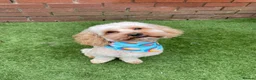 Cavapoo dogs for stud: F1B Cavapoo Stud Dog🐾 - Advert 10