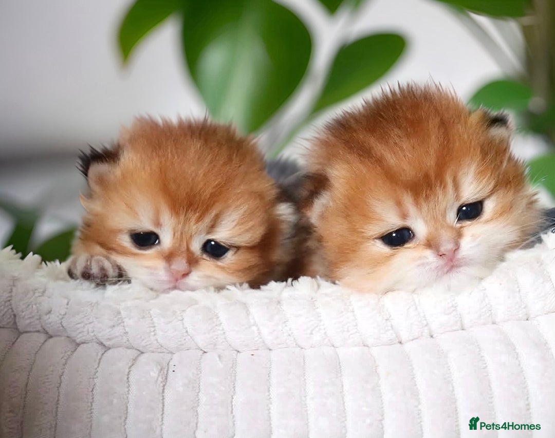 British Longhair cats for sale: 🦁EXCLUSIVE GOLDEN BRITISH LONGHAIR 🧸BABIES ✨ - Image 4
