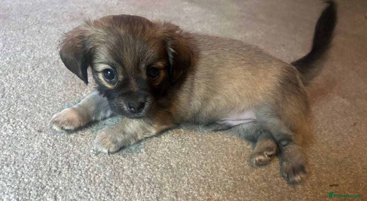 Chorkie dogs STUNNING  last pup 🦁Simba🦁 available from today  - Advert 2
