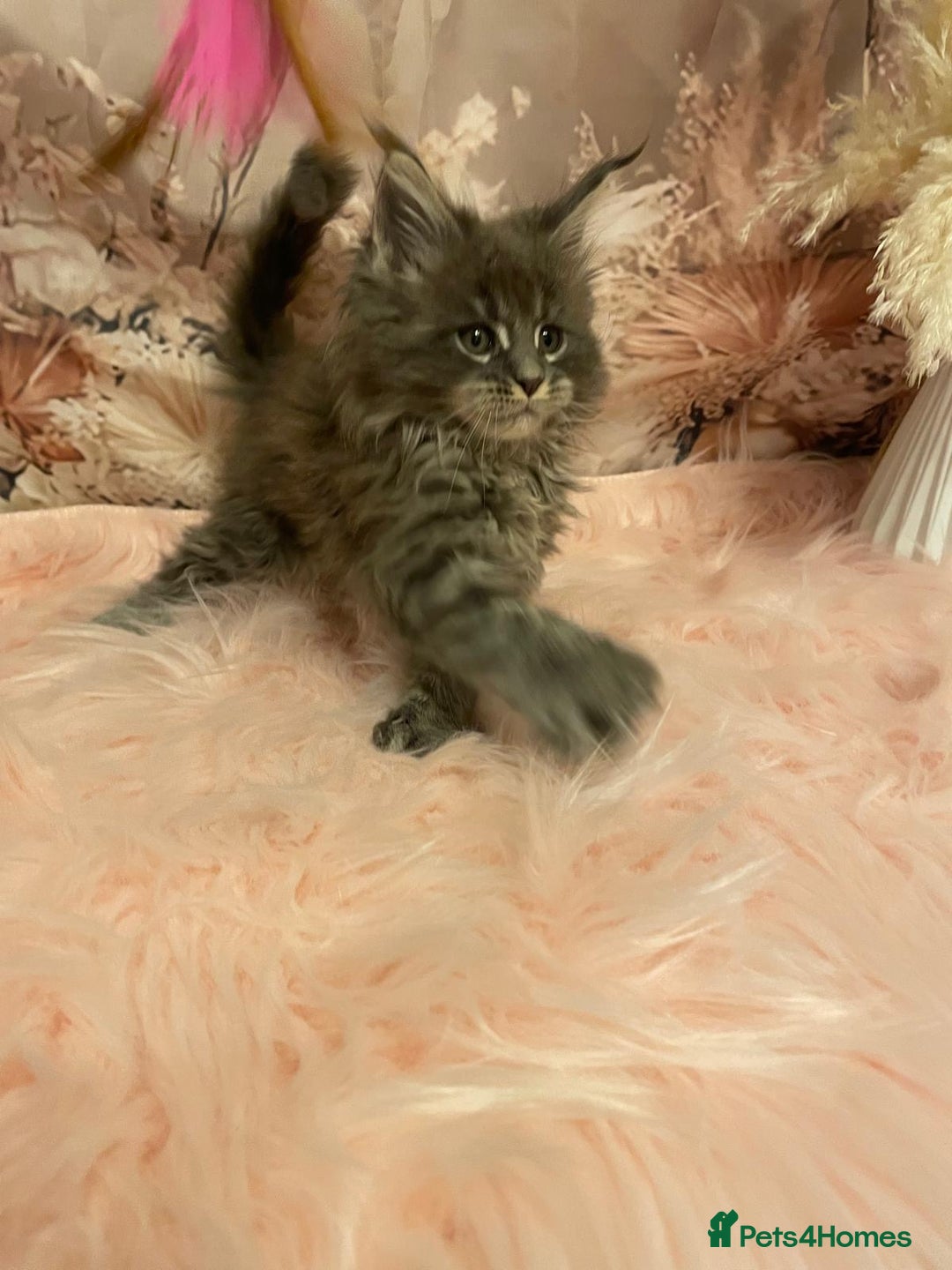 Maine Coon cats for sale: Maine Coon polydactyl (left two girls) - Advert 9