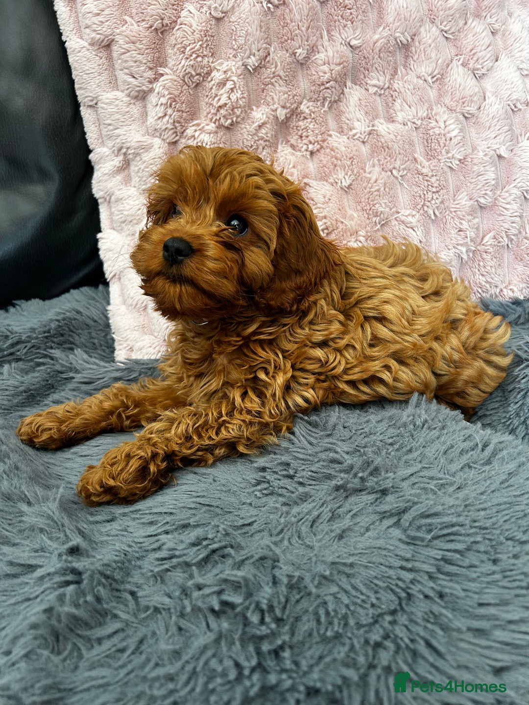 Matted Dog Fur Golden Retriever Matted Hair Prevent Matting Dog