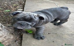 English Bulldog dogs for sale: Here come the Girls - Image 6